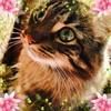 miathecat12